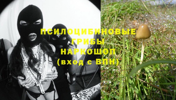 прущие грибы Алзамай