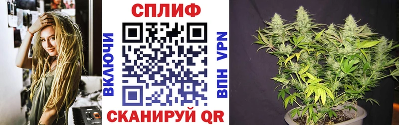 Конопля сатива  Куйбышев 